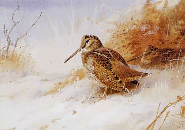 Archibald Thorburn Winter Woodcock